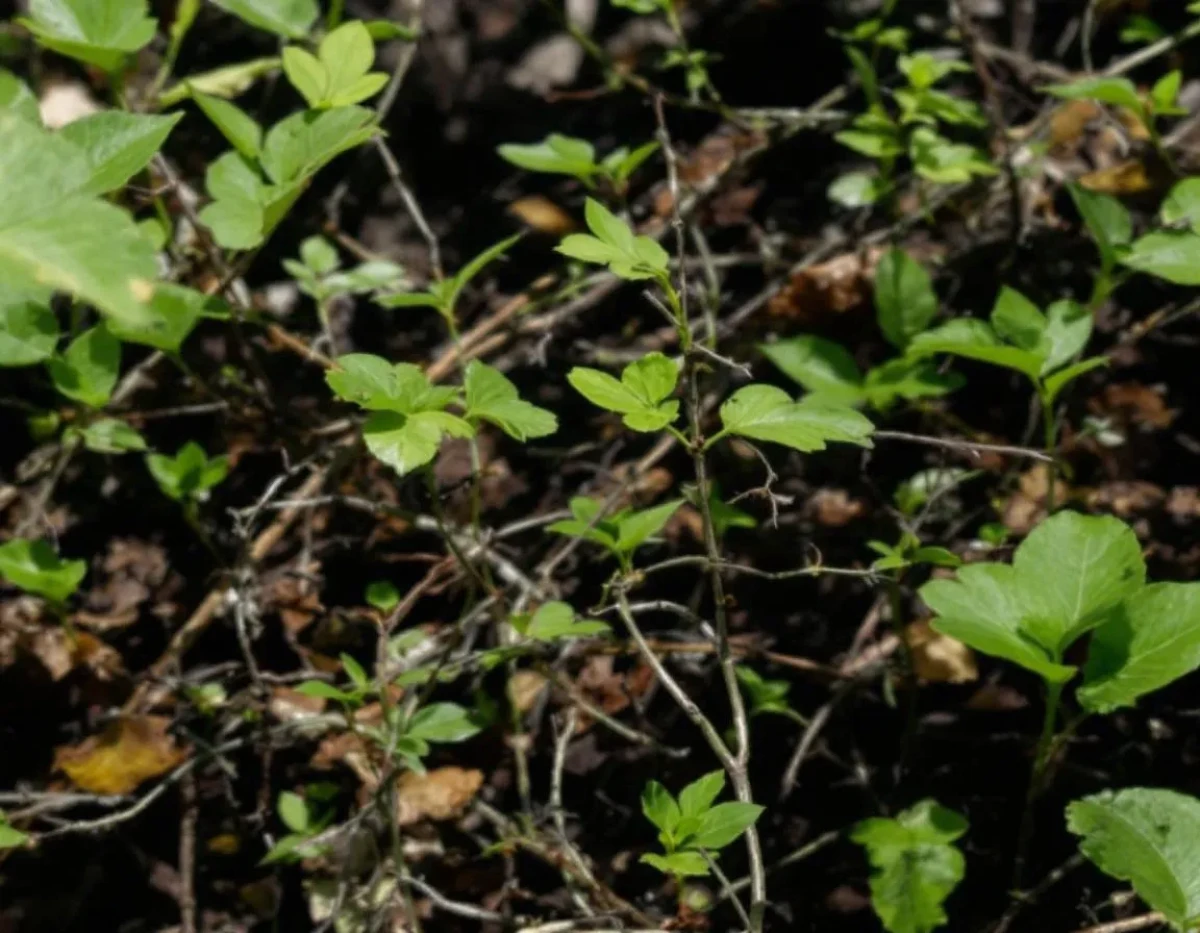 La Sauvegarde de la Biodiversité Terrestre : Cadre Juridique et Enjeux Face à l'Extinction de Masse